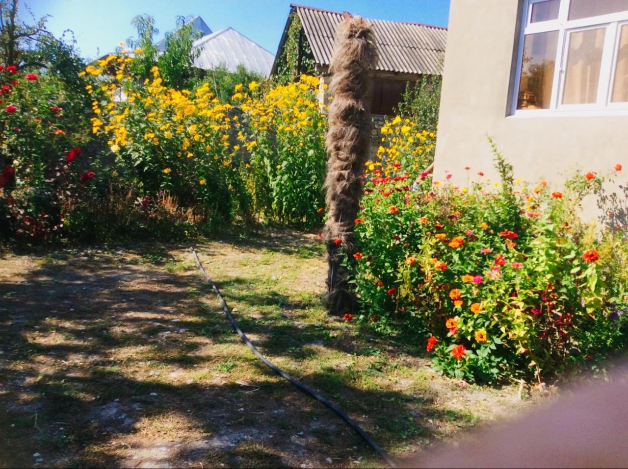 House On Ashiq Cuma Street 8 Bed and Breakfast Şǝki Exteriör bild